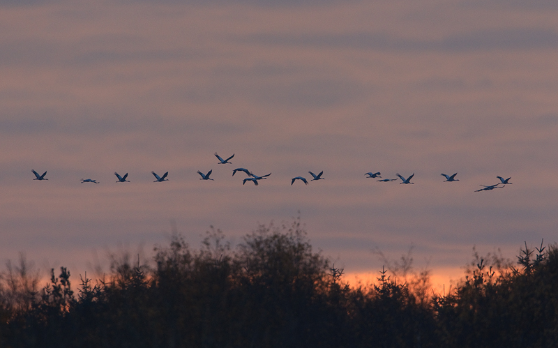 Grus grus Kraanvogel Common Crane